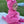 Load image into Gallery viewer, Pink Dinosaur

